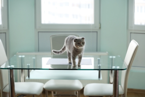 A cat on top of a custom glass table top 